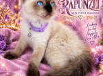 Seal Point Ragdoll - Ragdoll Kitten For Sale - 