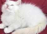 Fawn Mitted - Ragdoll Kitten For Sale - Wellsville&comma; OH&comma; US