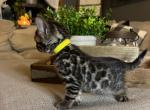 Charcoal Yellow collar - Bengal Kitten For Sale - 