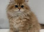 Sunny - Scottish Straight Kitten For Sale - 