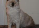 Westley Cherubim Ragdoll - Ragdoll Kitten For Sale - Shippensburg&comma; PA&comma; US