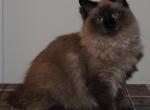 Wyatt Cherubim Ragdoll - Ragdoll Kitten For Sale - Shippensburg&comma; PA&comma; US