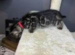Silver charcoal red collar - Bengal Kitten For Sale - 