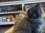 Black Male Perdoll - Persian Kitten For Sale - McKinney&comma; TX&comma; US