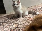 Elliot - Ragdoll Kitten For Sale - 