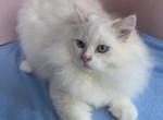 Takka - Siberian Kitten For Sale - 