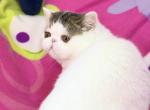 Nano - Exotic Kitten For Sale - Rancho Bernardo&comma; CA&comma; US
