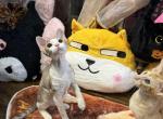 Mimi - Devon Rex Kitten For Sale - 