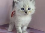 Cookie - Siberian Kitten For Sale - 