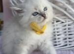 Bambi - Siberian Kitten For Sale - 