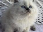 Muffin - Siberian Kitten For Sale - Miami&comma; FL&comma; US