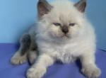 Leo - Siberian Kitten For Sale - Miami&comma; FL&comma; US