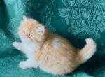 Emeril - Persian Kitten For Sale - Delta&comma; PA&comma; US