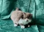 Chocolate and White Donte - Persian Kitten For Sale - Delta&comma; PA&comma; US