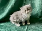Edith - Persian Kitten For Sale - Delta&comma; PA&comma; US