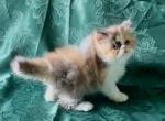 Chocolate calico Dolly - Persian Kitten For Sale - Delta&comma; PA&comma; US