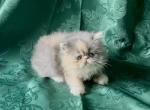 RESERVED Dilute Calico Essa - Persian Kitten For Sale - Delta&comma; PA&comma; US