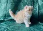 RESERVED Dalton - Persian Kitten For Sale - Delta&comma; PA&comma; US