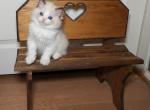 Snowy Ragdoll girl - Ragdoll Kitten For Sale - Desert Hills&comma; AZ&comma; US