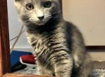 Blue - Nebelung Kitten For Adoption - 