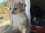 Honey - Maine Coon Cat For Sale - 