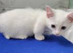 All white - Munchkin Kitten For Sale - Tustin&comma; CA&comma; US