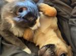 Max - Nebelung Kitten For Sale - 