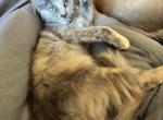 Luna - Nebelung Kitten For Sale - 