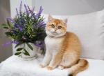 Fiona - British Shorthair Kitten For Sale - 