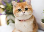 Gloria - British Shorthair Kitten For Sale - 