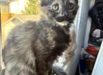 Lady - Ragdoll Kitten For Sale - Puyallup&comma; WA&comma; US
