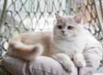 Jucline - British Shorthair Cat For Sale - WA&comma; US