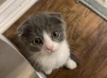 Lucky Scottish Fold kitten - Scottish Fold Kitten For Sale - Springdale&comma; AR&comma; US