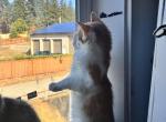 Tom - Maine Coon Kitten For Sale - Puyallup&comma; WA&comma; US