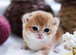 Larry - Brazilian Shorthair Kitten For Sale - WA&comma; US