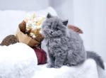 Holly - British Shorthair Kitten For Sale - WA&comma; US