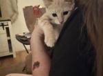 Bob Mittens Spicey Cheeto Copper Oatmeal Mohawk - American Shorthair Kitten For Sale - El Mirage&comma; AZ&comma; US