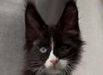 Royal Gambit - Maine Coon Kitten For Sale - 