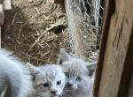 Barn Kittens - Bengal Kitten For Sale - Leominster&comma; MA&comma; US