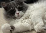 Baw - Persian Kitten For Sale - Williamstown&comma; NJ&comma; US