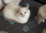 July 26 - Ragdoll Kitten For Sale - Myrtle Beach&comma; SC&comma; US