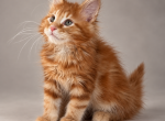 Red Maine coons - Maine Coon Kitten For Sale - Springfield&comma; MA&comma; US