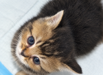 Adorable Scottish Straight - Scottish Straight Kitten For Sale - Brooklyn&comma; NY&comma; US