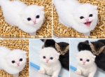 Scottish fold - Scottish Fold Kitten For Sale - 