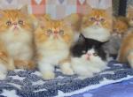 The Mike's - Persian Kitten For Sale - Orlando&comma; FL&comma; US