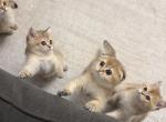 Scottish folds - Scottish Fold Kitten For Sale - Whitesboro&comma; NY&comma; US