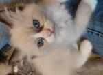 Purrito - Ragdoll Kitten For Sale - Bigmount&comma; PA&comma; US