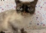 Exotic shorthair female - Exotic Kitten For Sale - 
