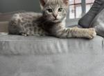 Bodi  Silver F2 Savannah Kitten - Savannah Kitten For Sale - Cherry Hill&comma; NJ&comma; US