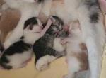 Newborn - Siberian Kitten For Sale - New York&comma; NY&comma; US